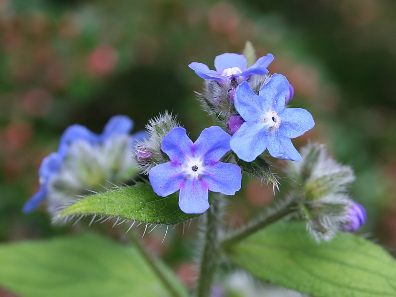 Pentaglottis sempervirens Ossentong Green Alkanet